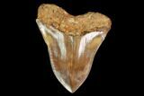 Serrated, Huge, Red Megalodon Tooth - Indonesia #149849-1
